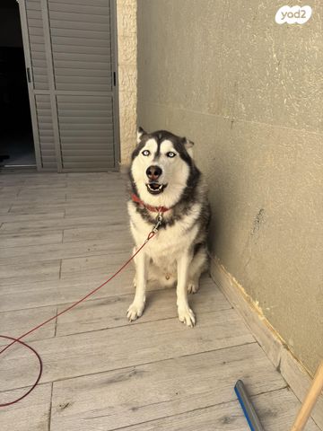 כלב האסקי סיבירי