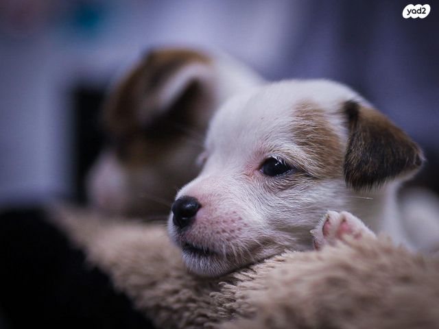 כלב ג'ק ראסל טרייר