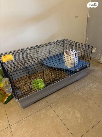 מכרסם ארנב \ שפן