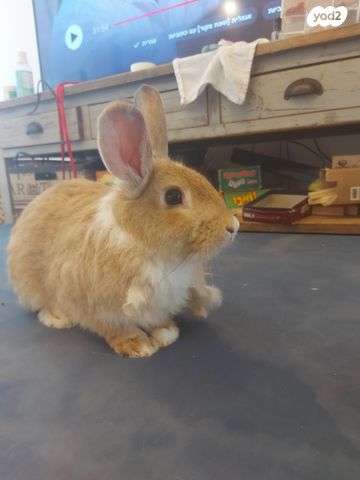 מכרסם ארנב \ שפן