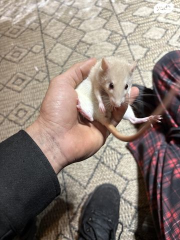 מכרסם חולדה