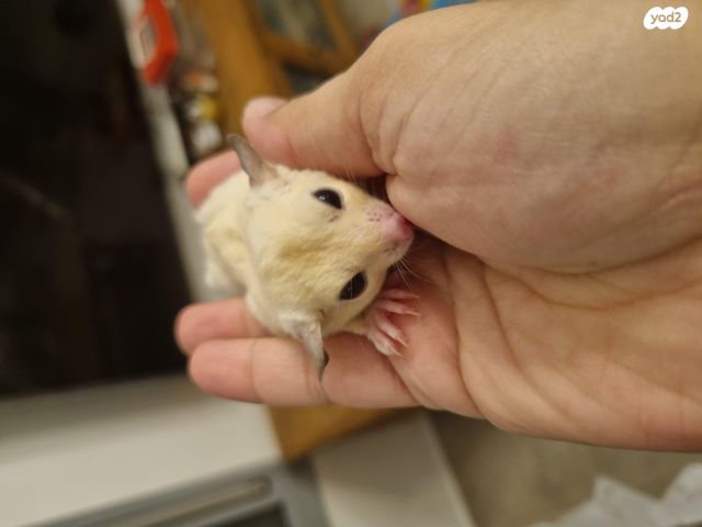 מכרסם סנאי מעופף \ שוגר