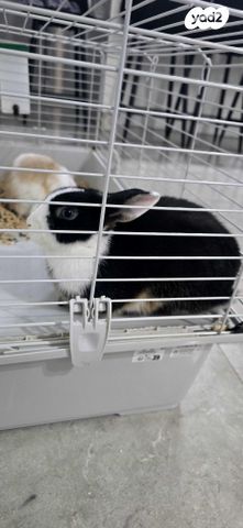 מכרסם ארנב שמוט אוזניים