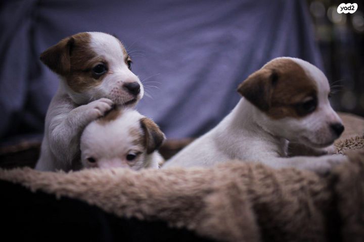 כלב ג'ק ראסל טרייר
