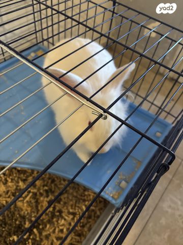 מכרסם ארנב \ שפן