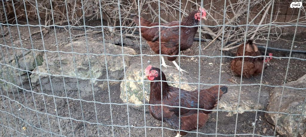 חיית משק רוד איילנד