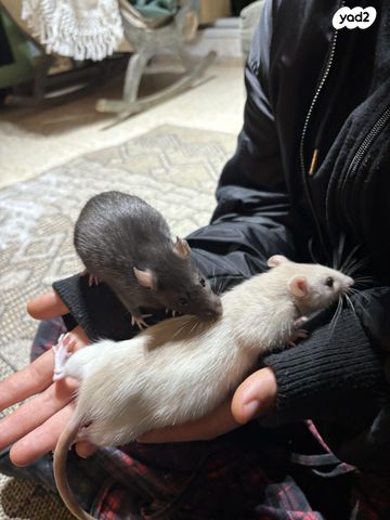 מכרסם חולדה