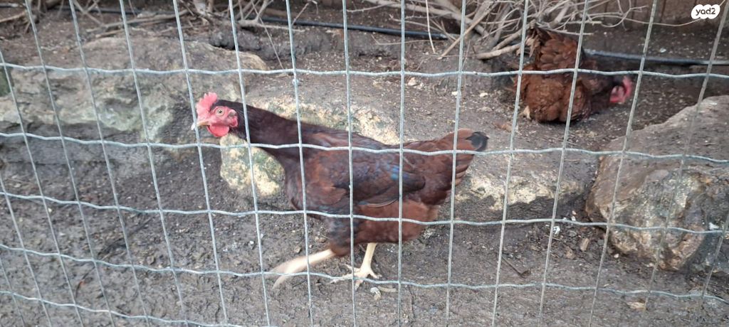 חיית משק רוד איילנד