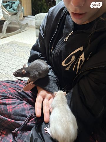 מכרסם חולדה