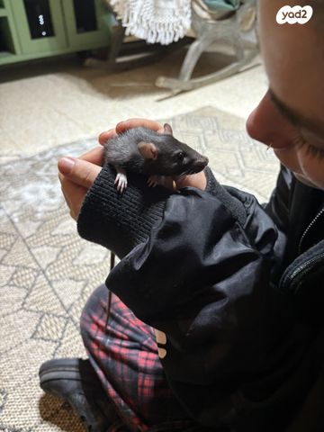 מכרסם חולדה