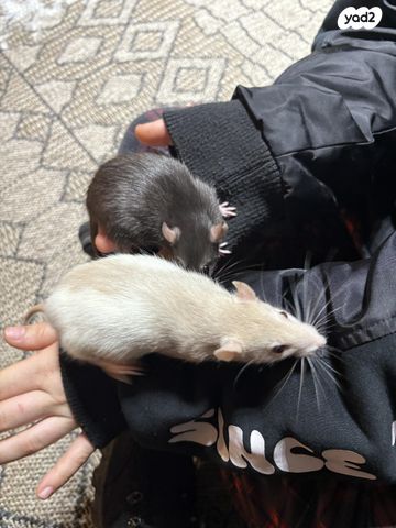 מכרסם חולדה