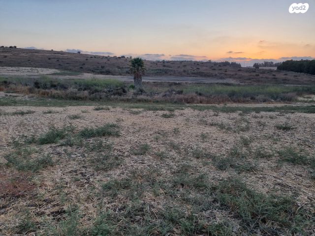 משק חקלאי/ נחלה, גפן, גפן, גפן