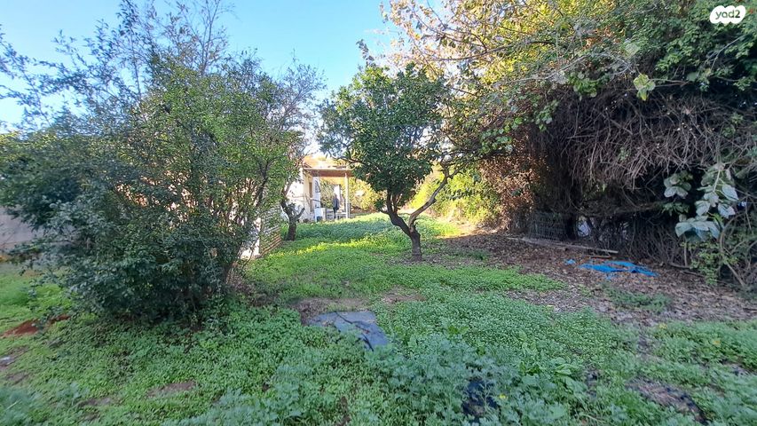 מגרשים, ראשונים, ראשון לציון