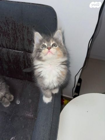 חתול מיין קון