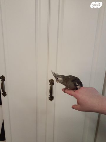 תוכי קוקוטייל