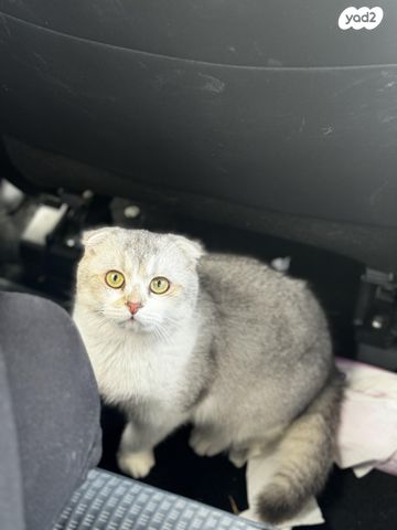 תמונת מודעה - חיות מחמד