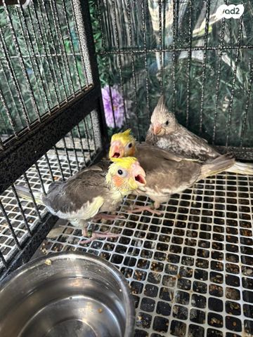 תמונת מודעה - חיות מחמד