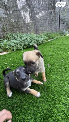 תמונת מודעה - חיות מחמד