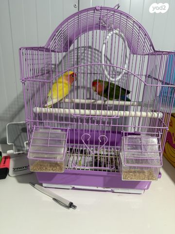 תמונת מודעה - חיות מחמד