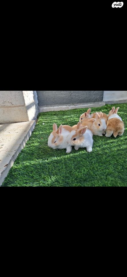 תמונת מודעה - חיות מחמד