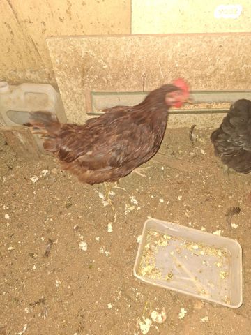 תמונת מודעה - חיות מחמד