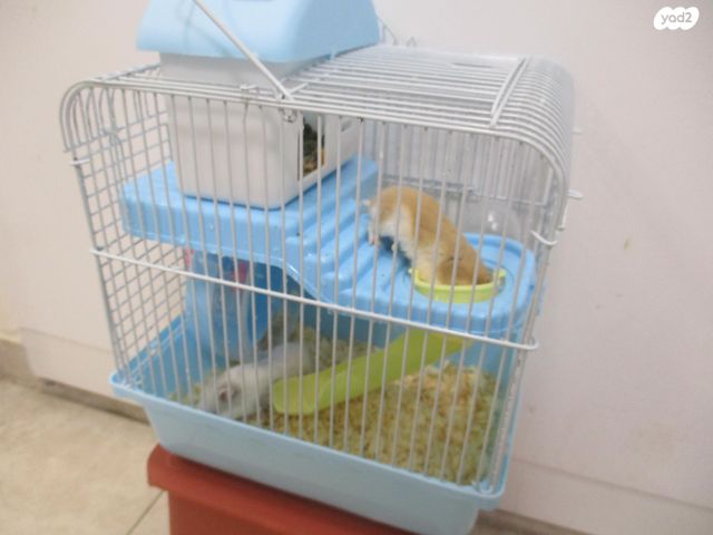 תמונת מודעה - חיות מחמד