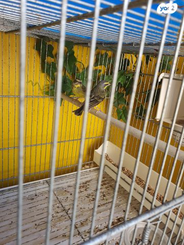 תמונת מודעה - חיות מחמד