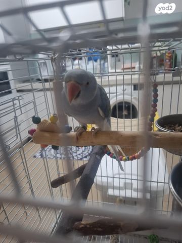 תמונת מודעה - חיות מחמד