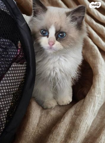 תמונת מודעה - חיות מחמד