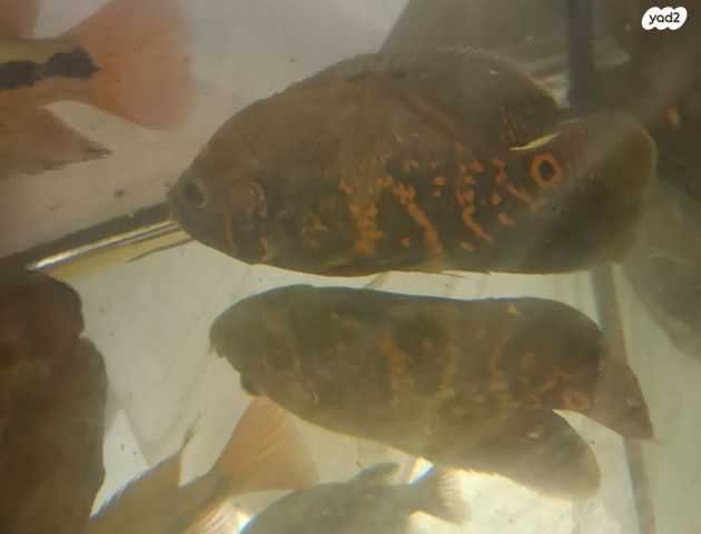 תמונת מודעה - חיות מחמד