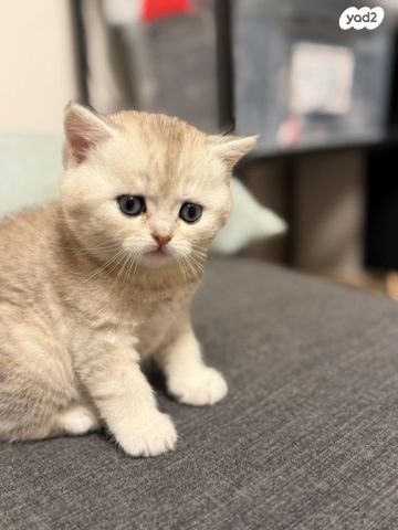 תמונת מודעה - חיות מחמד