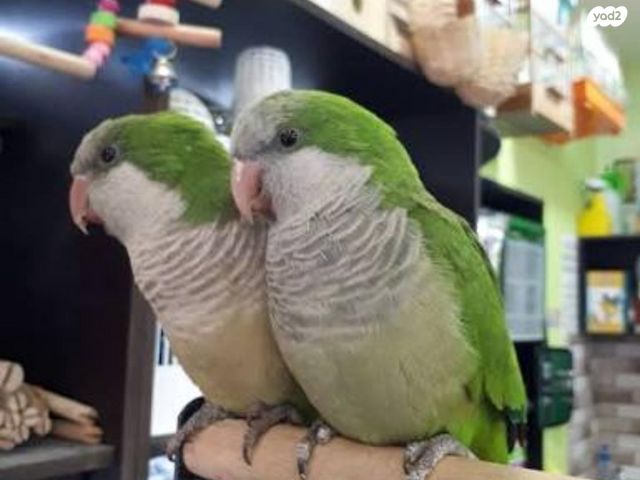 תמונת מודעה - חיות מחמד