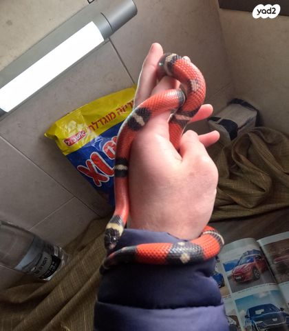 תמונת מודעה - חיות מחמד