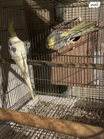 תמונת מודעה - חיות מחמד