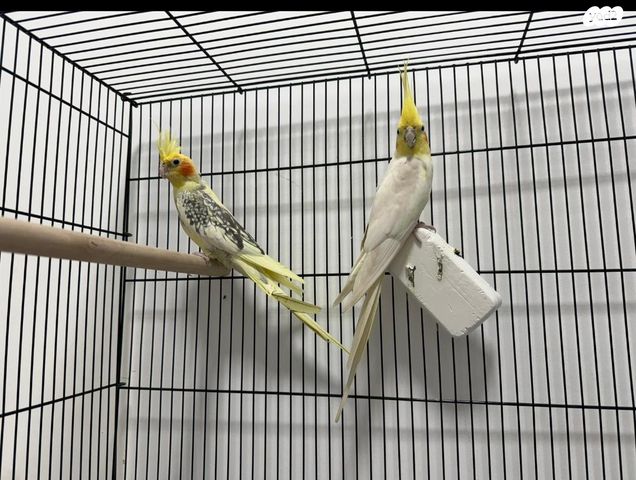 תמונת מודעה - חיות מחמד