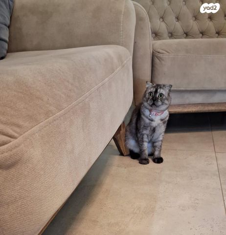 תמונת מודעה - חיות מחמד