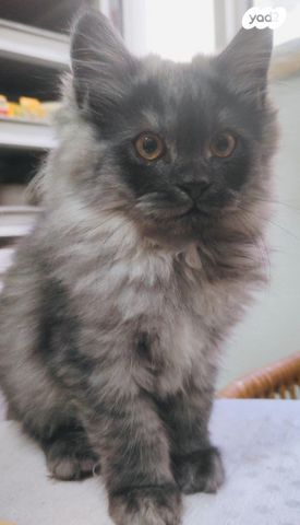 תמונת מודעה - חיות מחמד