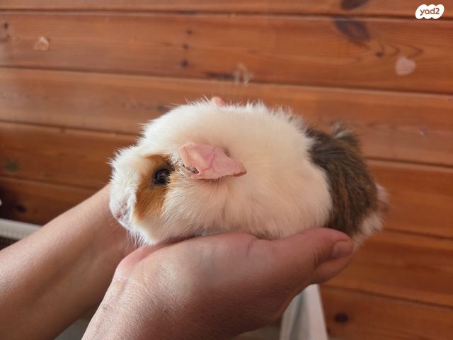 תמונת מודעה - חיות מחמד