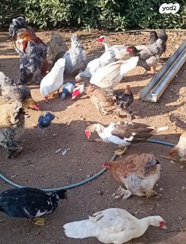 תמונת מודעה - חיות מחמד