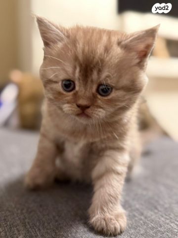 תמונת מודעה - חיות מחמד