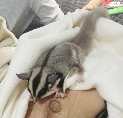 תמונת מודעה - חיות מחמד