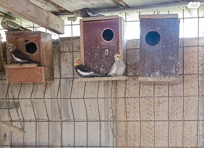 תמונת מודעה - חיות מחמד