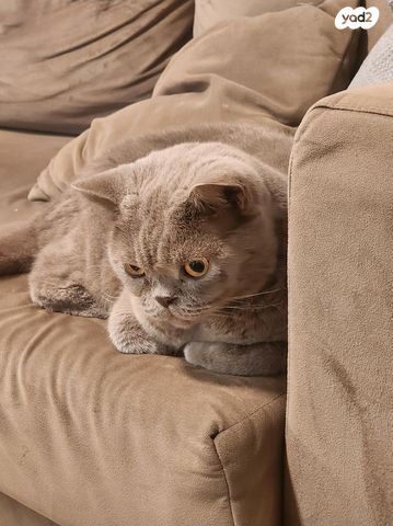 תמונת מודעה - חיות מחמד