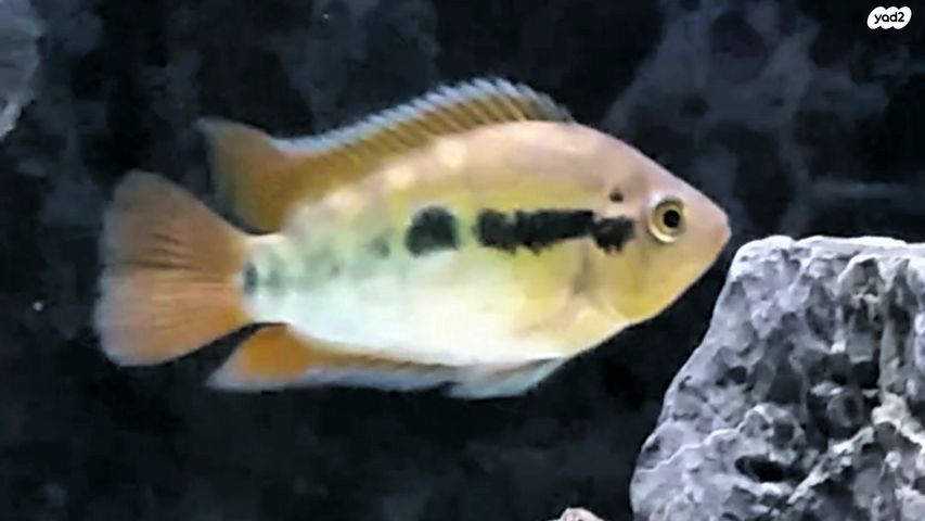 תמונת מודעה - חיות מחמד