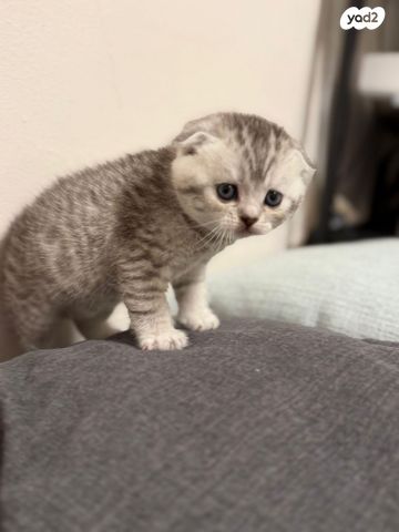 תמונת מודעה - חיות מחמד