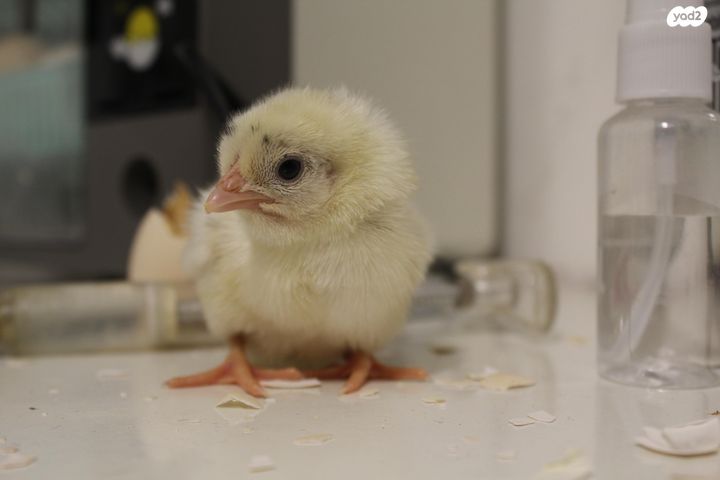 תמונת מודעה - חיות מחמד