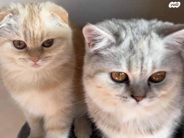 תמונת מודעה - חיות מחמד