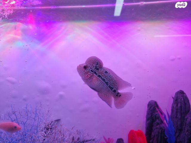 תמונת מודעה - חיות מחמד