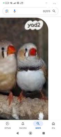 תמונת מודעה - חיות מחמד