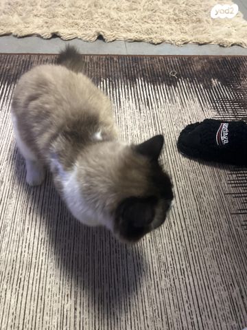 תמונת מודעה - חיות מחמד